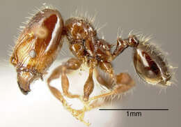 Image of Pheidole cramptoni Wheeler 1916