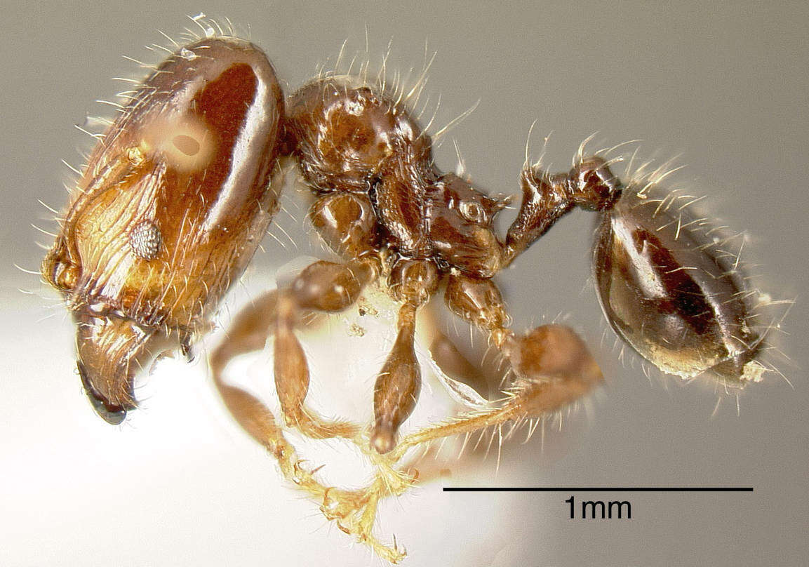 Image of Pheidole cramptoni Wheeler 1916