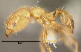 Image of <i>Pheidole caulicola</i>