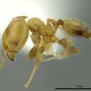 Image of <i>Pheidole caulicola</i>