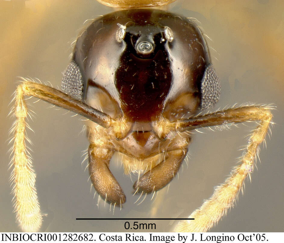 Image of <i>Myrmelachista meganaranja</i> Longino