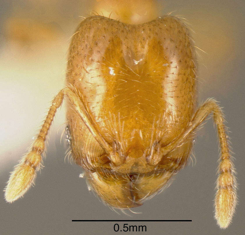 Image of Pheidole nitella