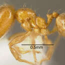 Image of Pheidole nitella