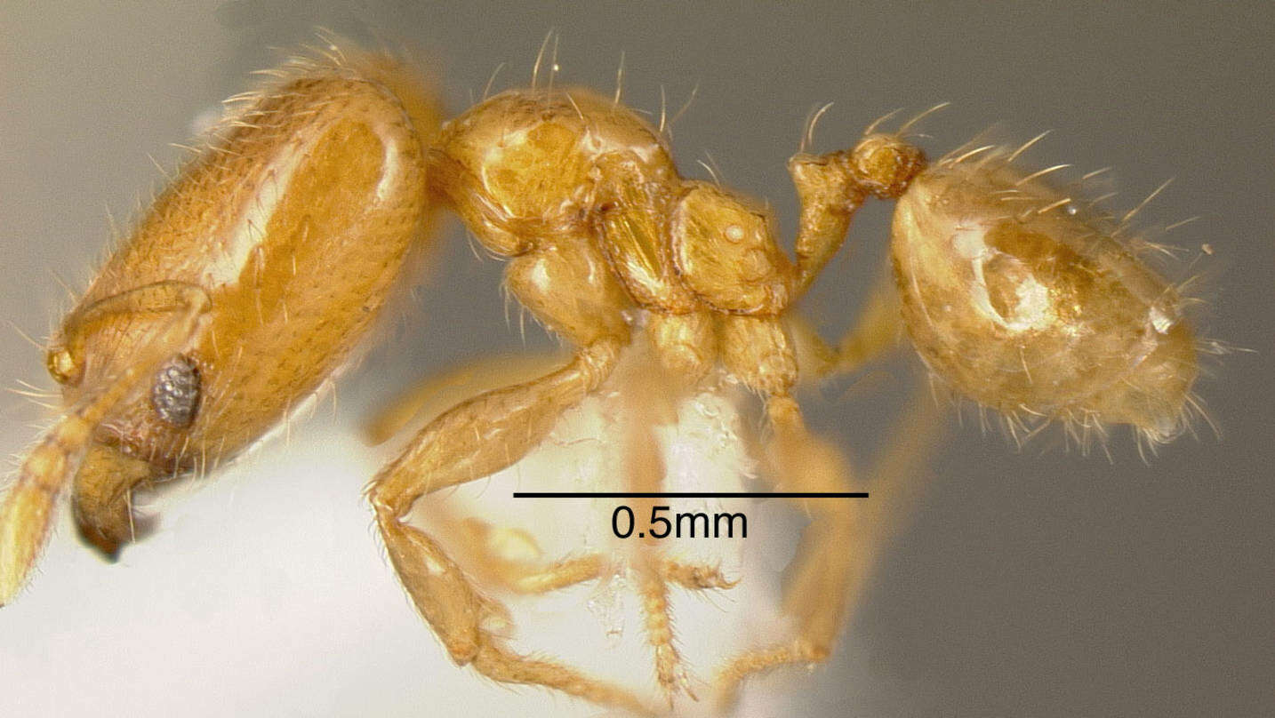 Image of Pheidole nitella