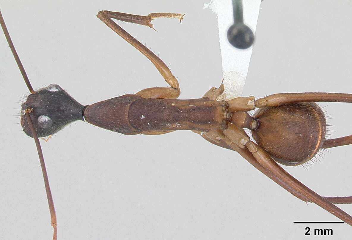 Imagem de Camponotus ager (Smith 1858)