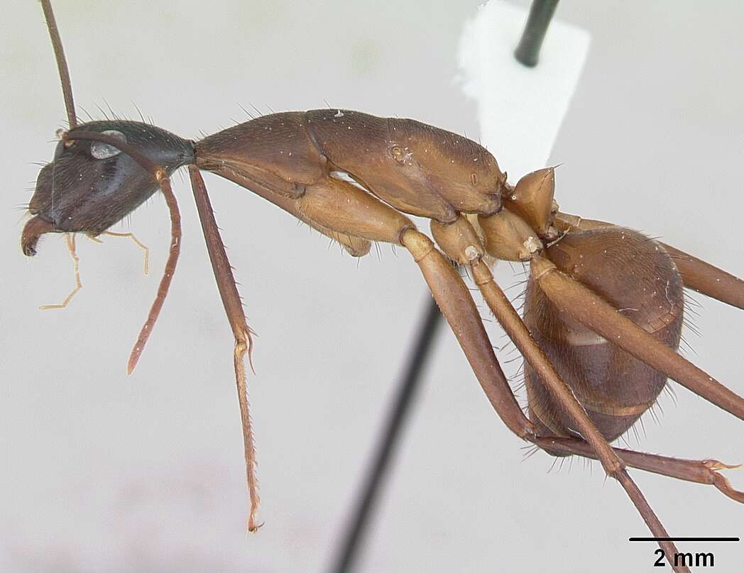 Imagem de Camponotus ager (Smith 1858)