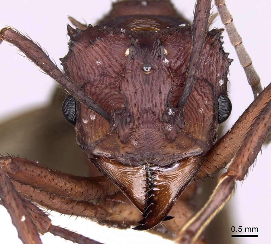 Image of Acromyrmex volcanus