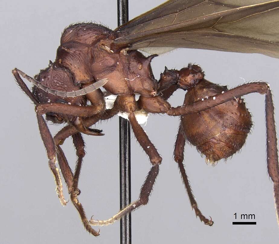 Image of Acromyrmex volcanus