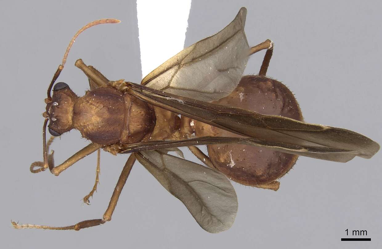 Image of Acromyrmex volcanus