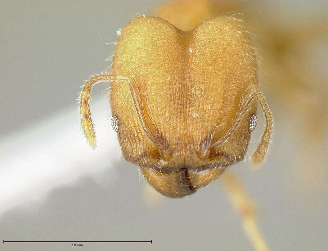 Image of Pheidole anastasii Emery 1896