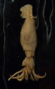 Image of Atlantic armhook squid