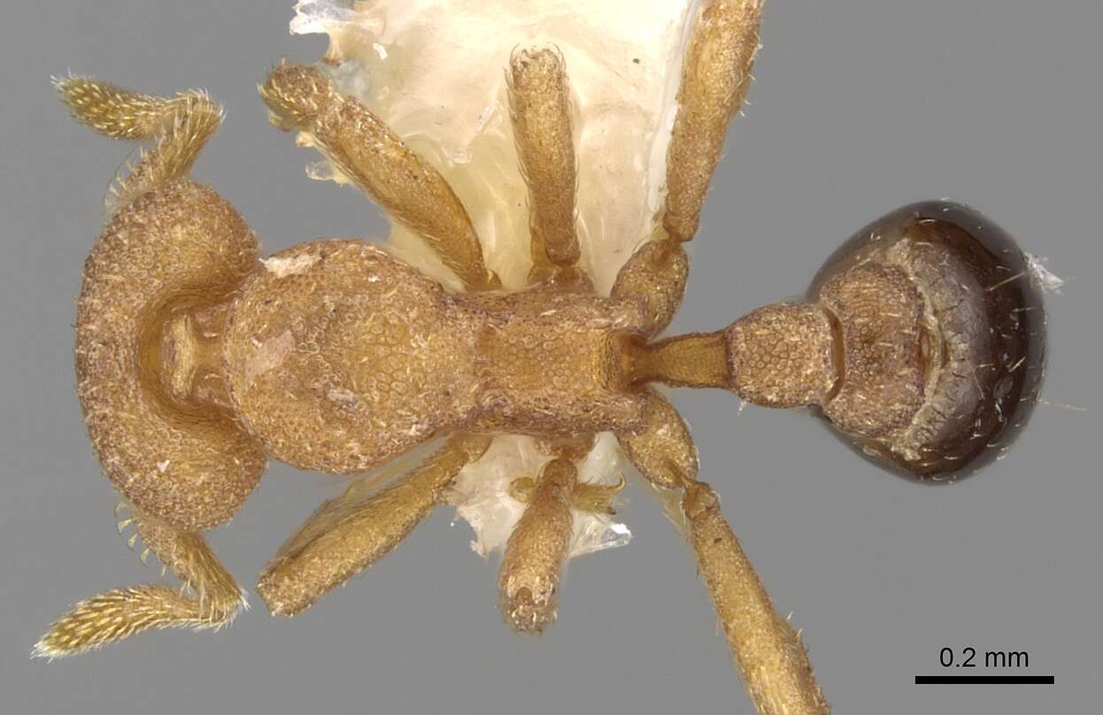Image of Strumigenys microthrix