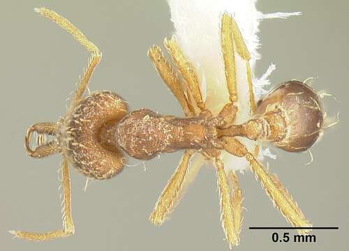 صورة Strumigenys pariensis Lattke & Goitia 1997