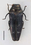 Image of Taphrocerus meridionalis Obenberger 1934