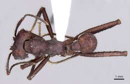 Image of Acromyrmex volcanus