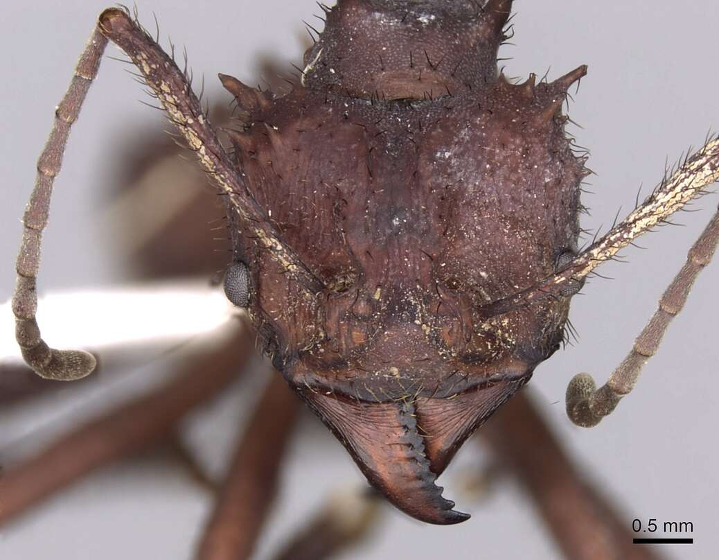 Image of Acromyrmex volcanus