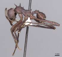 Image of Acromyrmex volcanus