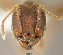 Image of Pheidole indagatrix