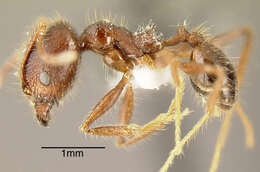 Image of Pheidole indagatrix