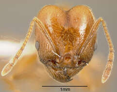 Pheidole biolleyi Forel 1908 resmi