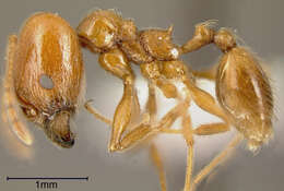 Pheidole biolleyi Forel 1908 resmi