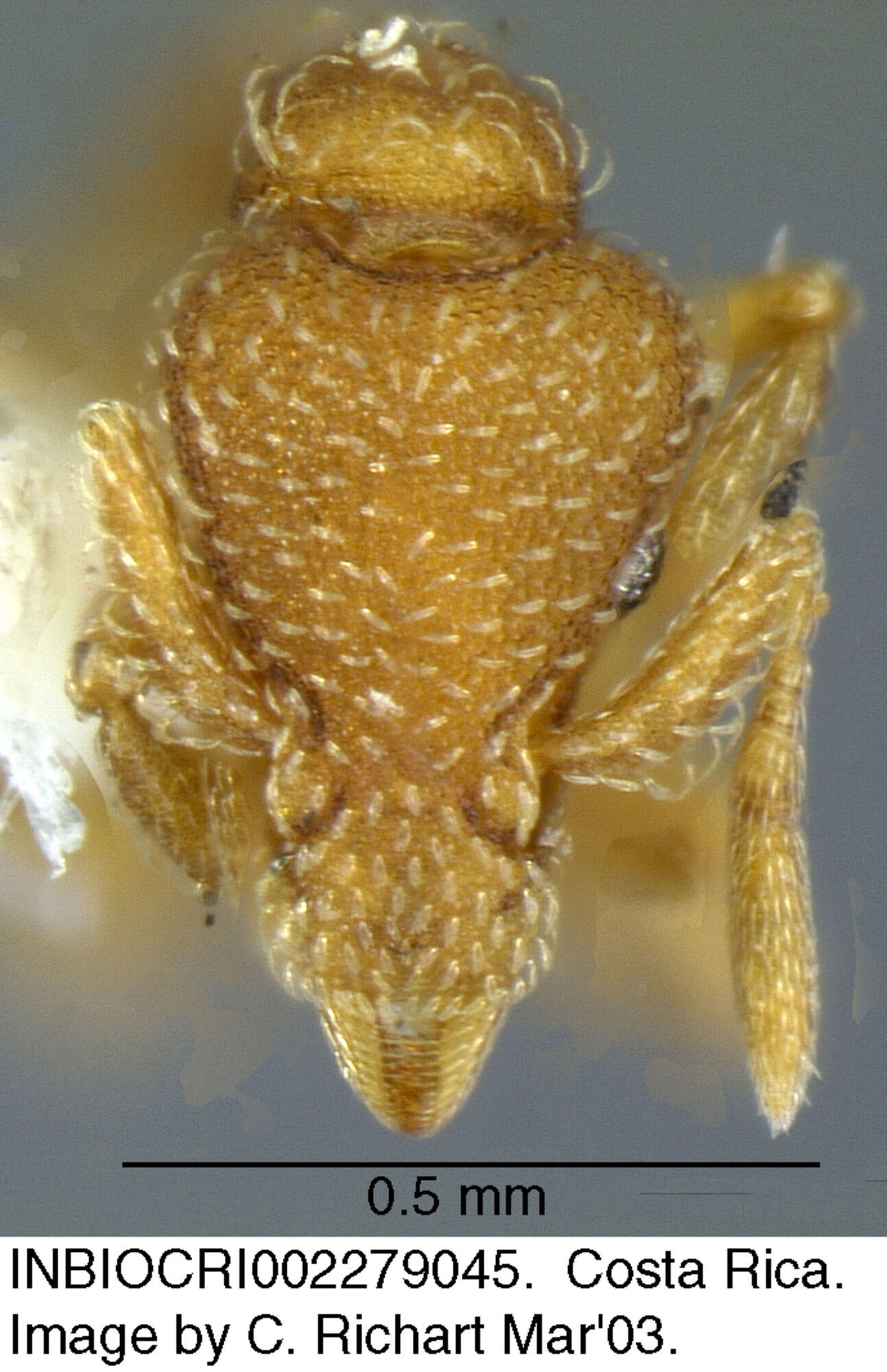 Image of Formicoidea