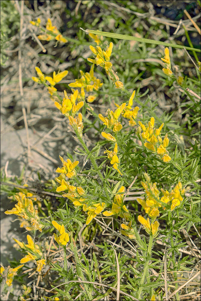 صورة Genista sylvestris subsp. dalmatica (Bartl.) H. Lindb.