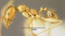 Image of Pheidole alfaroi Emery 1896