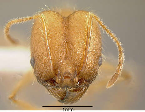 Image of Pheidole fiorii Emery 1890