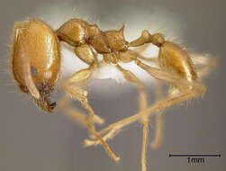 Image of Pheidole fiorii Emery 1890