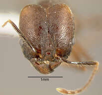 Image of Pheidole fiorii Emery 1890