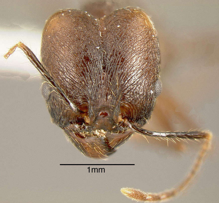 Image of Pheidole fiorii Emery 1890