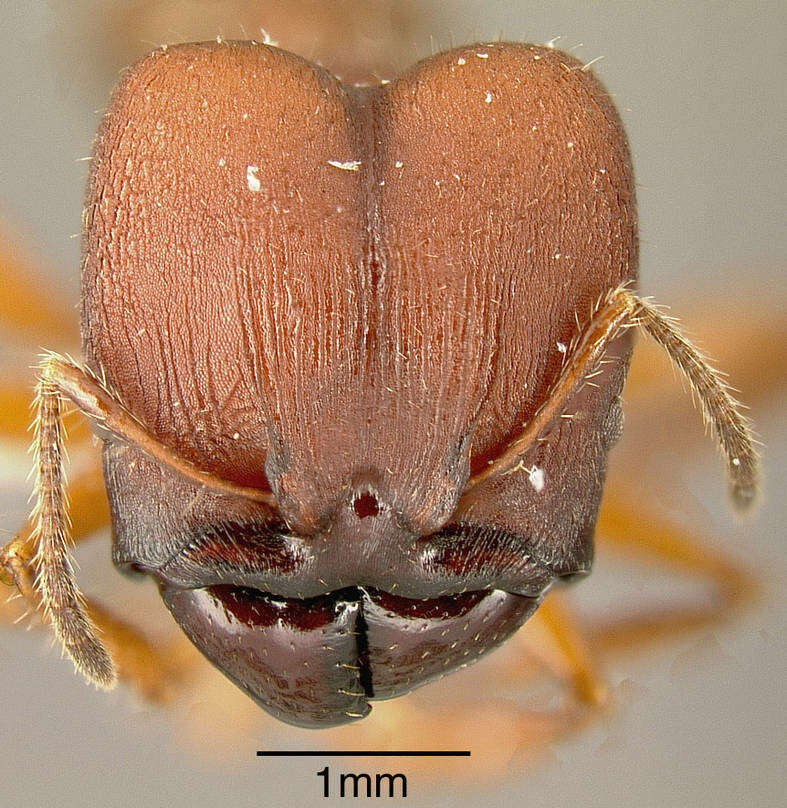 Image of Pheidole vorax (Fabricius 1804)