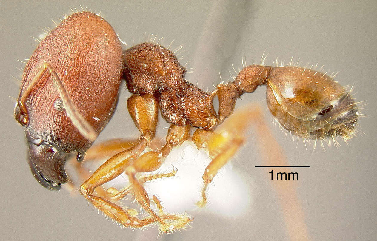 Image of Pheidole vorax (Fabricius 1804)