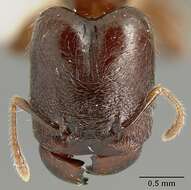 Image of Pheidole walkeri Mann 1922