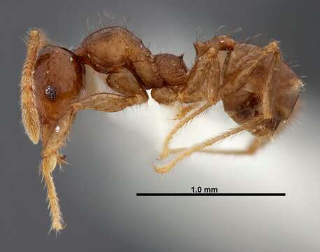 Image of Pheidole rhinomontana