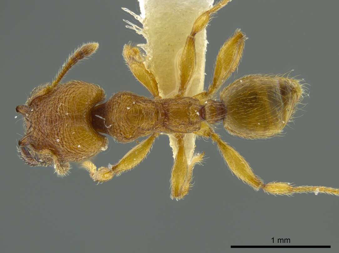 صورة Pheidole passivaeferox