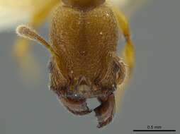 صورة Pheidole passivaeferox