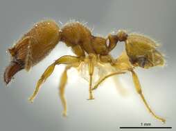 صورة Pheidole passivaeferox