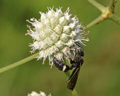 Cerceris fumipennis Say 1837 resmi