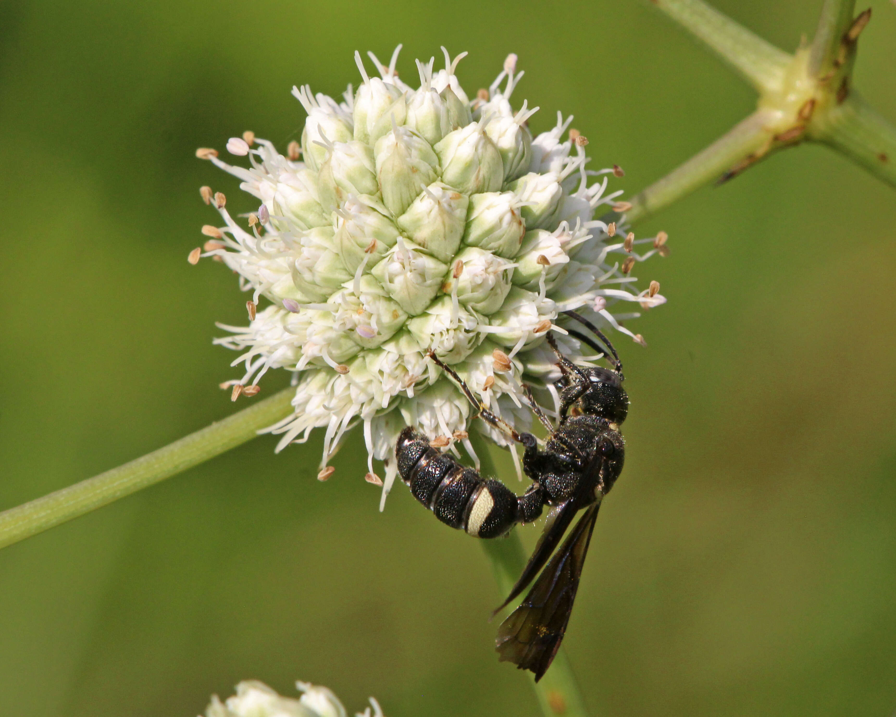 Cerceris fumipennis Say 1837 resmi