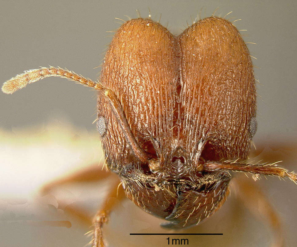 Image of Pheidole fallax Mayr 1870