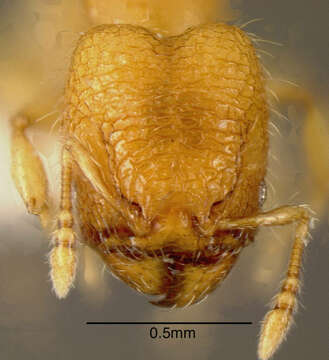 Image of Pheidole mendicula Wheeler 1925
