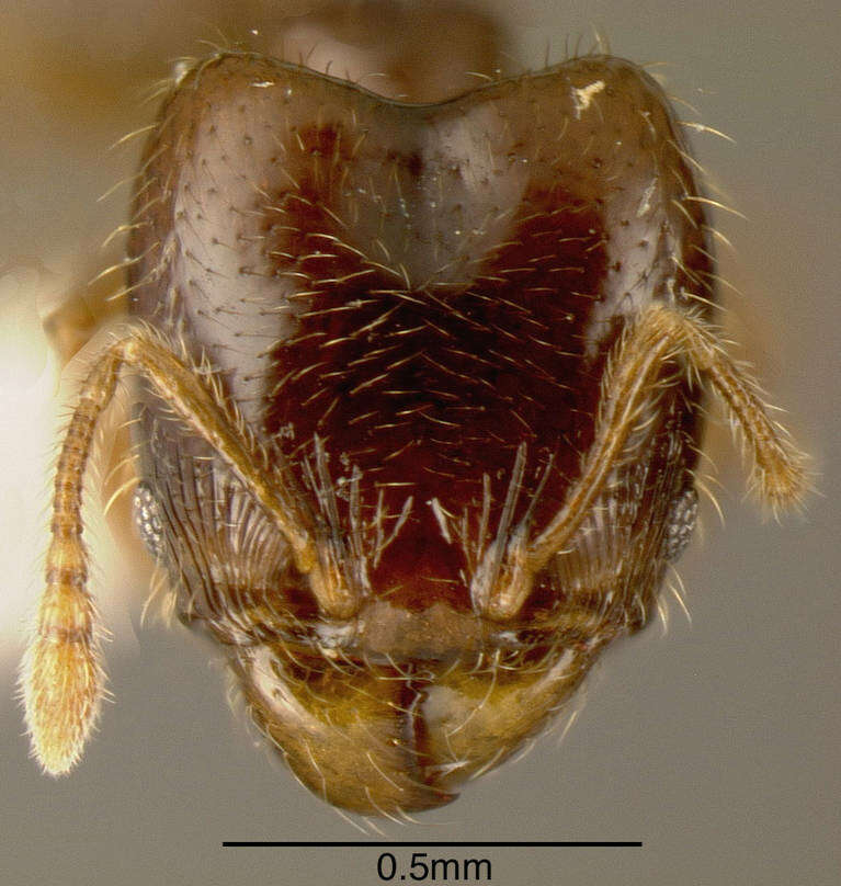 صورة Pheidole sagittaria