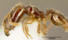 صورة Pheidole sagittaria