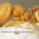 Image of Pheidole multispina