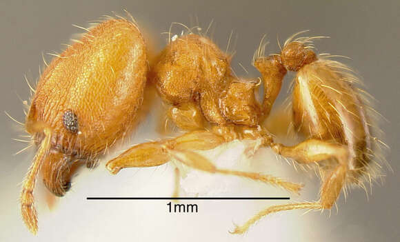 Image of Pheidole multispina