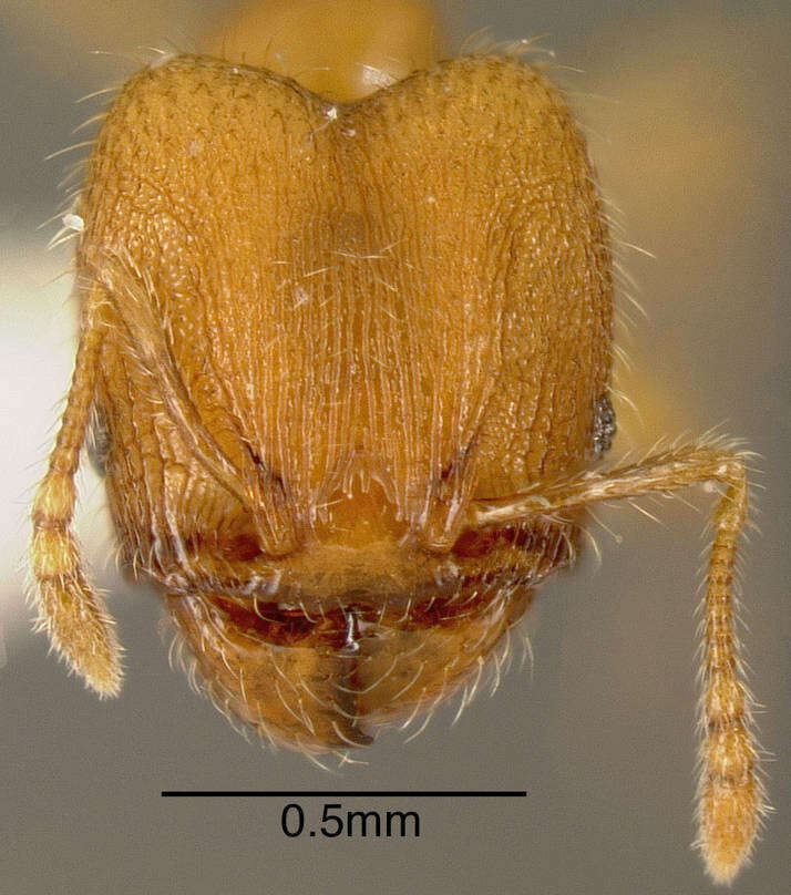 Image of Pheidole