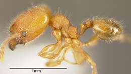 Image of Pheidole