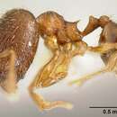 Image of Pheidole karolmorae